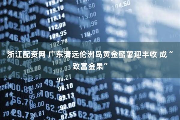 浙江配资网 广东清远伦洲岛黄金蜜薯迎丰收 成“致富金果”